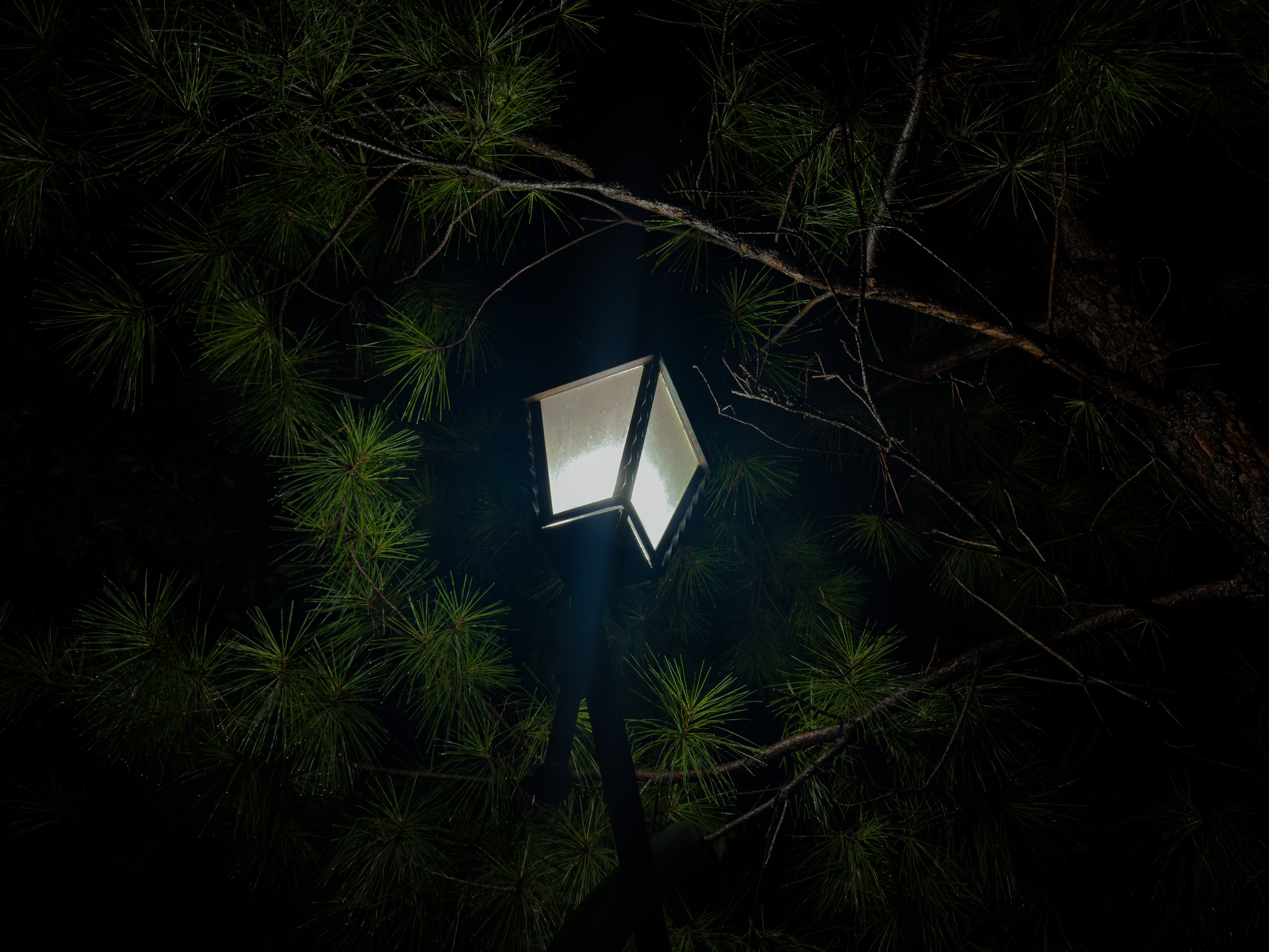 Glowing street lamp illuminating green tree branches at night