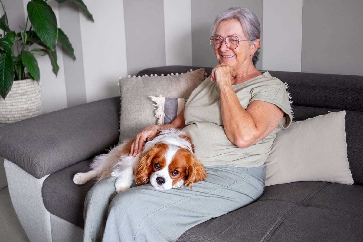 Smiling senior woman sitting on sofa with a young brown and white cavalier king Charles dog. Best friend and pet therapy concept